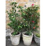 A pair of composite stone planters, 49cmH, containing camellias