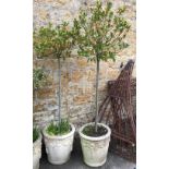 A pair of composite stone planters, each 49cmH, containing small bay trees