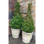 A pair of composite stone planters, 49cmH, containing box trees