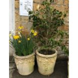 A pair of composite stone planters, each 49cmH, one containing a camellia, the other bulbs