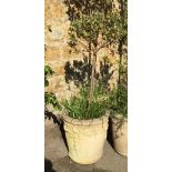 A composite stone planter, 49cmH, containing a holly bush