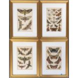 Lepidopterology interest, a set of four coloured butterfly engravings, each 18x12cm