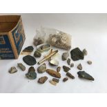 Natural history interest, a mixed lot of seashells, fossils, and geological samples