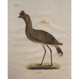 By and after Georg August Goldfuss, (1782 - 1848), Dicholophus cristatus, hand coloured