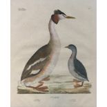 By and after Georg August Goldfuss, (1782 - 1848), Colymbus Podiceps (Pied-Billed Dobchick), hand