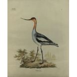 By and after Georg August Goldfuss, (1782 - 1848), Recurvirostra Avosettas (Pied Avocet), hand