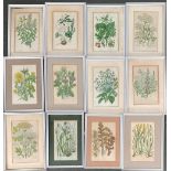 A lot of 12 19th century botanical studies, some Anne Pratt, approx. 20x13cm