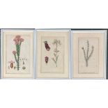 An 18th century botanical print, approx. 19x13cm, together with two others; together with a quantity