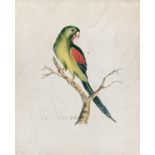 A 19th century watercolour of a parrot, 27.5x22.5cm