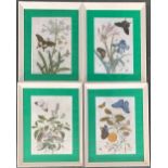 A set of four framed Lepidopterology interest prints, each approx. 33x23cm, internal frames 42x31.