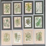 A lot of 12 botanical studies, some Anne Pratt, each approx. 21x14cm