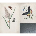 Late 19th/Early 20th century watercolour study of butterflies and grass, 36x23cm; together with one