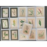 A lot of sixteen 19th century botanical studies, c.1840, each approx. 11.5x8cm