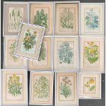 A lot of 13 19th century botanical studies, some Anne Pratt, approx. 20x13cm