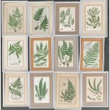 A lot of 12 botanical fern studies, some Anne Pratt, approx. 20x13cm