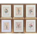 A set of six botanical colour prints after P J Redoute, 19x13cm, in gilt frames; together with three