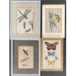Entomological interest, 19th century colour prints of moths, butterflies, larvae, approx. 10x15cm