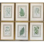 A set of six 19th century botanical prints depicting various ferns and grasses, each 23x14cm