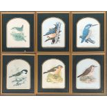 A set of six colour prints of songbirds, each approx. 22.5x17cm