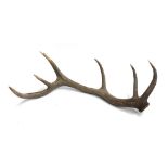 A large red dear antler, 7 points, 83cm long