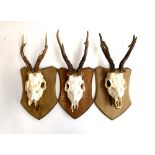 Taxidermy: three roe deer antlers, mounted on wooden shields