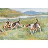 F.N. Drake, a study of three fox hounds, oil on board, signed and dated 1905, 17x24cm