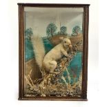 Taxidermy interest: a squirrel with acorn in a naturalistic setting, the glass case 46x33x17cm