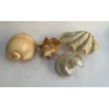 Natural history: a collection of four shells, to include a giant clam