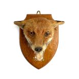 Taxidermy interest: a fox's mask mounted on a wooden shield, inscribed 'East Devon Hunt, Whimple,