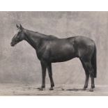 Black and white photographic print of a racehorse, by a well known photographer, 33x42cm