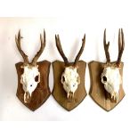 Taxidermy: three roe deer antlers, mounted on wooden shields