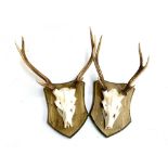 Taxidermy: two sika deer antlers, mounted on wooden shields