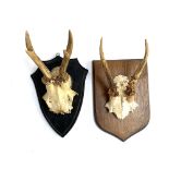 Taxidermy interest: two mounted muntjac deer antler trophies, on shields