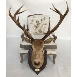 Taxidermy interest: Quantock Staghounds, Triscombe, shoulder mount of red deer stag, possibly