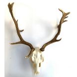 Taxidermy interest: a set of 10 point red deer antlers mounted on a carved wooden shield with oak