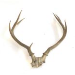 A set of seven point deer antlers