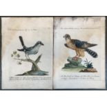A pair of 18th century ornithological engravings, 'Velia cenerina maggiore' and 'Falco volgarm