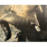 Hugo Firx, a large photographic print on canvas of an Elephant, signed and dated 2005, 96x122cm