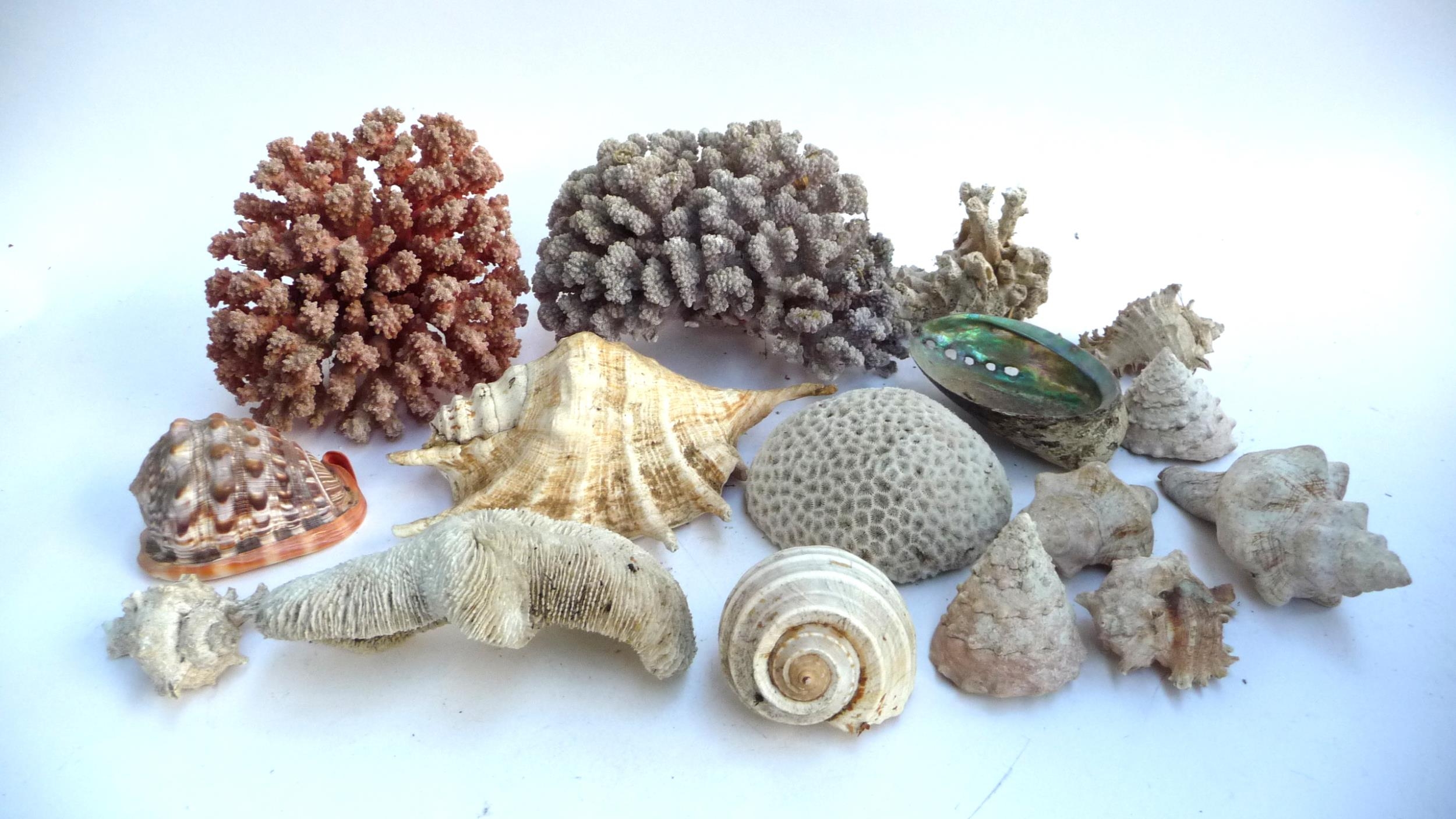 Natural history interest, a collection of sea shells and coral