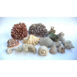 Natural history interest, a collection of sea shells and coral