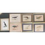 Seven prints of waterbirds, 'A History of British Birds by Rev. F. O Morris, 1862', Peewit,