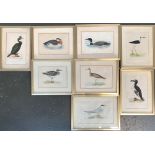 A lot of eight prints from 'A History of British Birds by Rev. F. O Morris, 1862', green