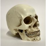 A replica human skull, approx. 15cmH