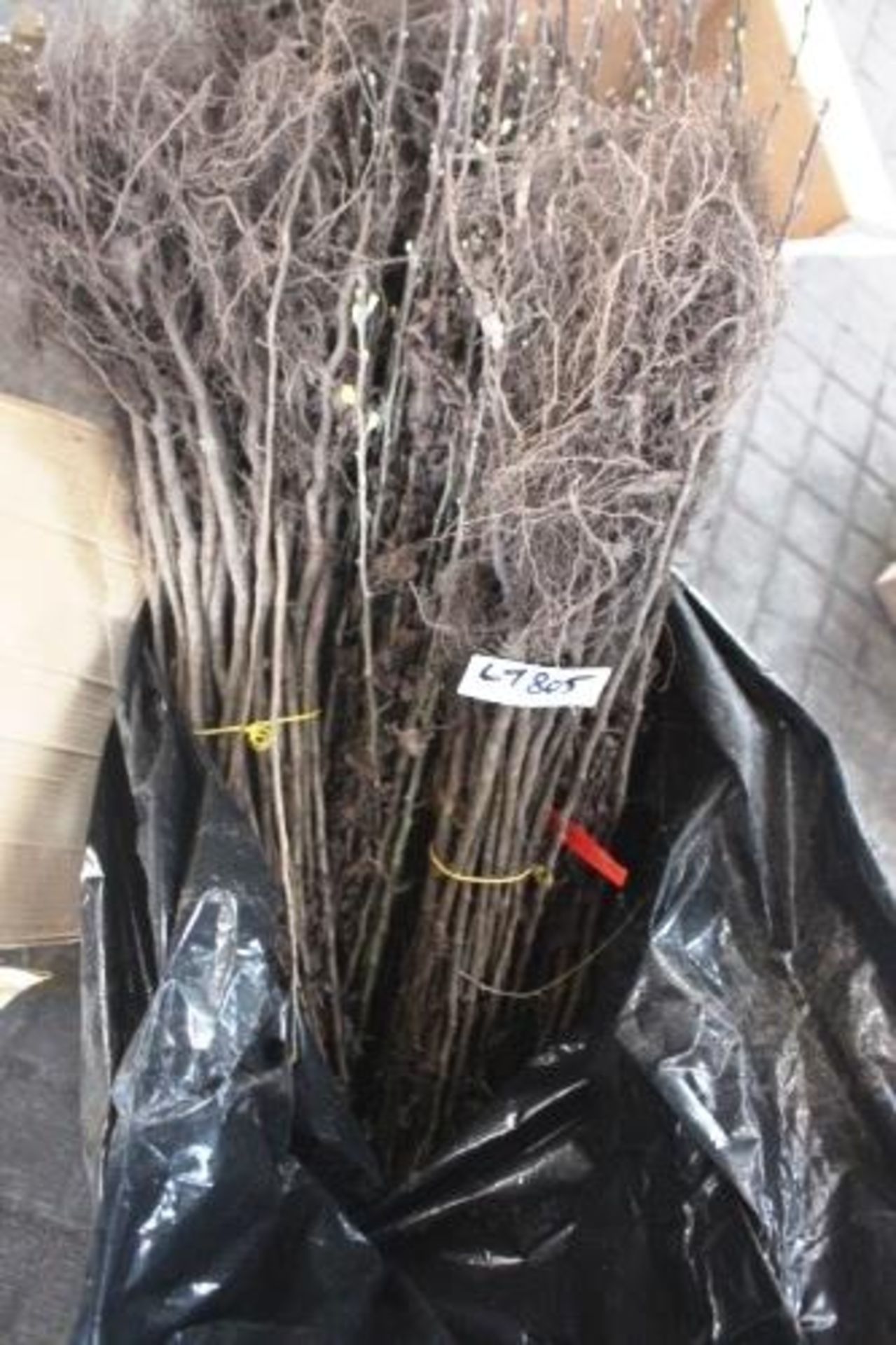 A quantity of Hawthorn Bare Roots, 1 x 2kg sack of TGP Restore grass seed and 1 x 6kg sack of - Image 2 of 3