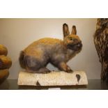 A taxidermy preserved study of a rabbit seated on