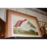 After Audubon, coloured print "Scarlet Ibis"