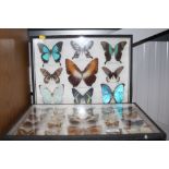 Two cased collection of butterflies and moths