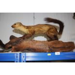 A taxidermy study of a polecat on wooden log