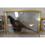 A cased and preserved pheasant shot by Alan Rodger