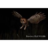 Enjoy a night time wildlife photography experience at Bawdsey Hall in Suffolk – photograph from a